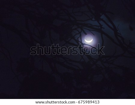 Crescent moon with branches in the dark night. Silhouette branches.