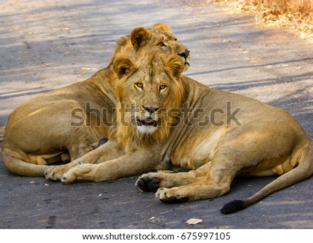 Asiatic Lion in a national park in India. Here they are seen resting on a tarmac road blocking through traffic.