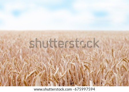 Wheat field. Ukrainian fields of wheat. Ears of golden wheat close up. Beautiful Nature Sunset Landscape. Rural Scenery under Shining Sunlight. Background of ripening ears of meadow wheat field.  