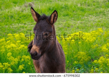 Little horse foal strolls in a green field