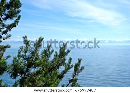 Green pine branches and scenery baikal Lake with snow capped mountain range background, listvyanka village, Russia 