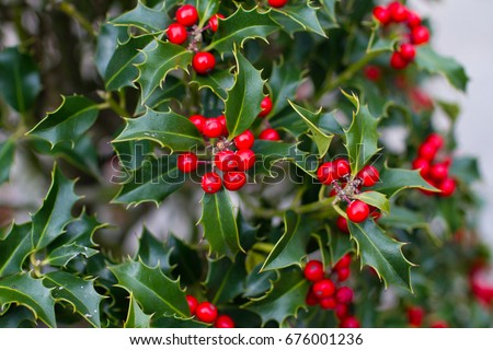 Bright holly berries on a bush Royalty-Free Stock Photo #676001236
