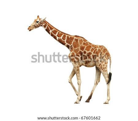 giraffe isolated on white background Royalty-Free Stock Photo #67601662