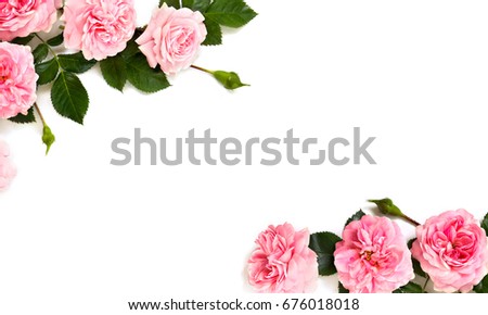 Frame of pink roses (shrub rose) on a white background with space for text. Top view, flat lay.