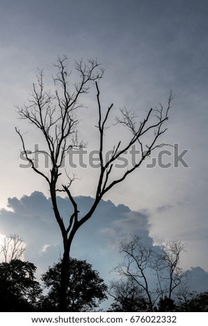Silhouette of dying tree with overcast sky background. 