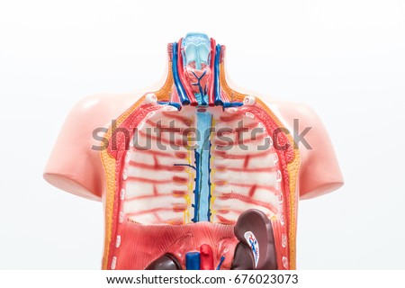 Close-up of Internal organs dummy on white background. Human anatomy model. Thoracic Cavity.