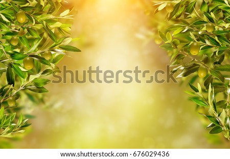 Olive branches background, ready for product placement. Copyspace, high resolution image