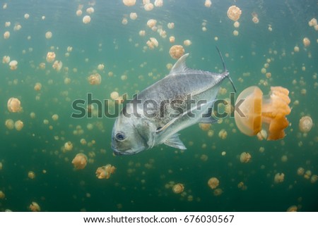 A Giant trevally (Caranx ignobilis) swims in a remote marine lake filled with jellyfish in Raja Ampat, Indonesia. These jellyfish are likely endemic to this lake.
