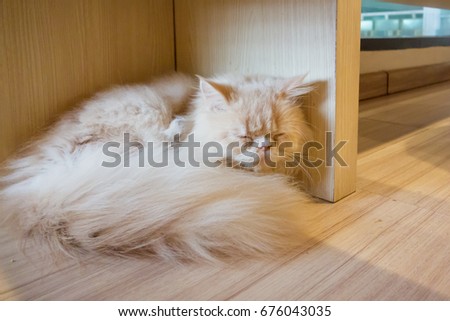 cat sleep on wooden floor,soft focus