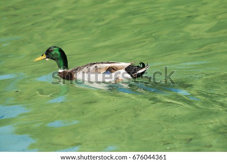 Wild ducks on the pond summer