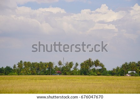 Scenery of paddy field at coconut and sky background 