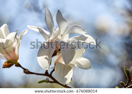 Magnolia white blossom tree flowers on blured background