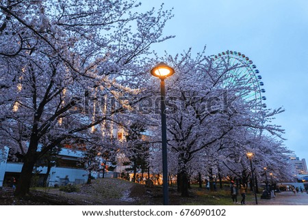 Spring scenery of Yokohama Minatomirai Bay area at sunset twilight with Sakura cherry blossom, Japan
