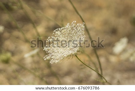 Wild Queen Anne's lace flower against a blurred background.