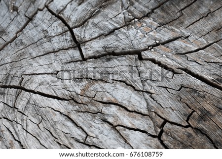 Dry and cracked tree cross section texture. The texture of a dry, cut dry tree in cracks. Neutral background of natural wood