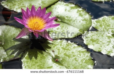 Waterlily with lily pads bloom in the pond