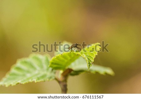 A beautiful, vibrant alder tree leaves on a natural background after the rain in summer. Shallow depth of field closeup macro photo.