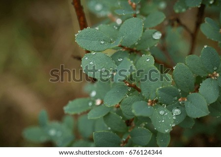 Beautiful closeup of  a bilberry leaves on a natural background with rain drops. Shallow depth of field closup macro photo.