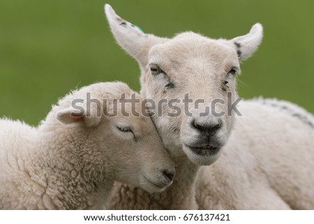 Sheep with lamb.