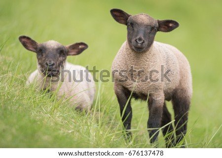 Young sheep with black head.