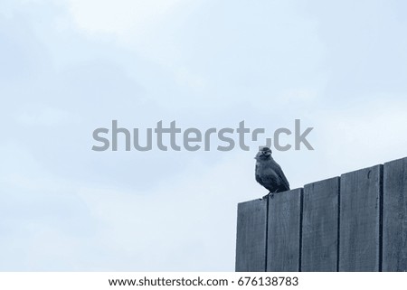 The bird perched on wooden wall on blue sky.