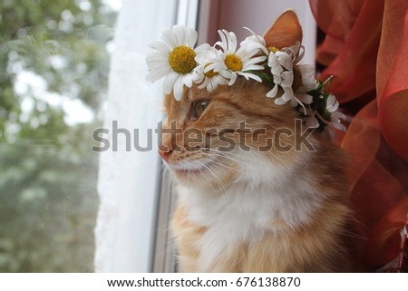 beautiful orange color fluffy cat with wreath form white daisy flowers in summer bloom 