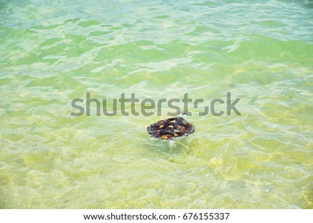  Green sea turtle swimming in the sea, Animal conservation project, Phuket island, Thailand