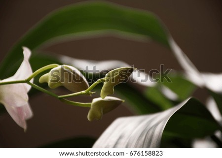 A gentle green bud of orchids streams skyward