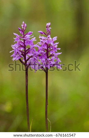 A beautiful rare pink wild orchid blossoming in the summer marsh. Closeup macro photo, shallow depth of field.