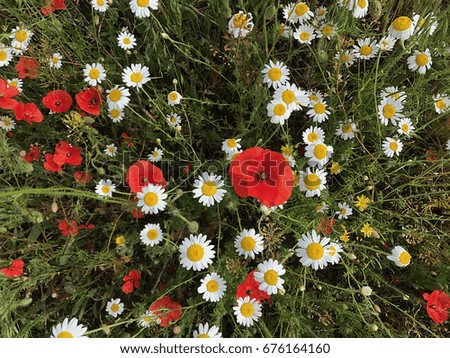 Natural background - field with daisies and poppies in green grass.