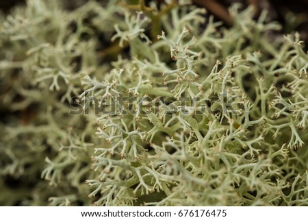 Beautiful lichen in the forest after rain. Shallow depth of field closeup macro photo.