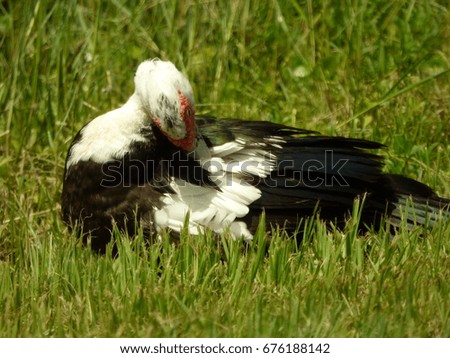 Muscovy Duck preening in the grass