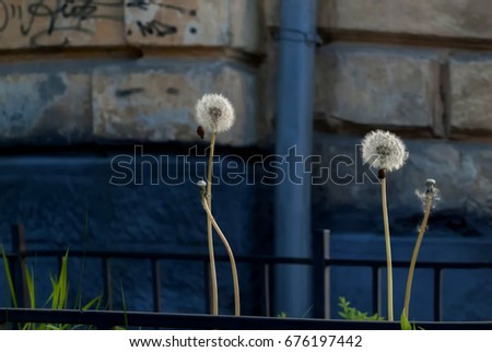 Two faded dandelions against the background of a wall and a drainpipe