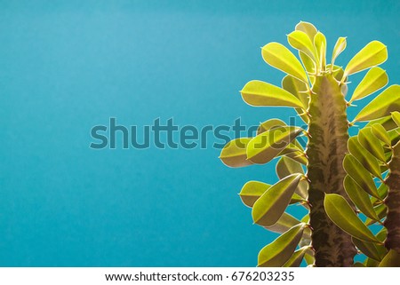 Cactus set on turquoise background. Minimal creative stillife. Flat lay