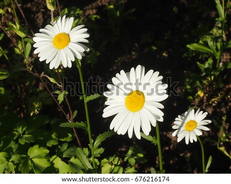 Camomiles with white petals in a shady garden