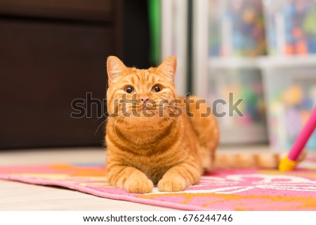 Red-haired adult cat lies on a colored carpet and with a smile looks up the carpet