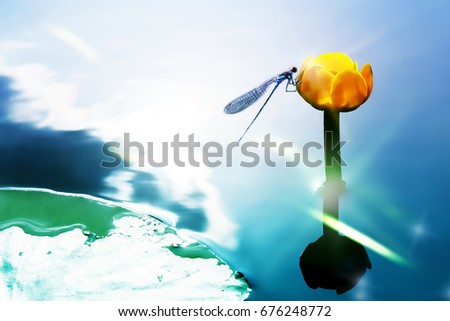 A blue dragonfly on a yellow water lily against the background of a watery surface. Artistic image. Selective focus.