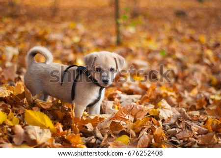 Puppy in the autumn park.