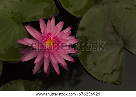 lotus flower background beautiful