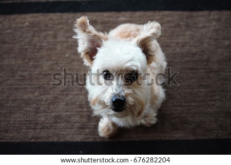 Photograph of an Expressive, Charismatic, Perky, Cute Dog