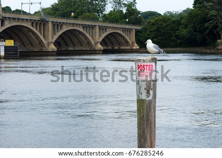 Bird on a pole in front of a bridge