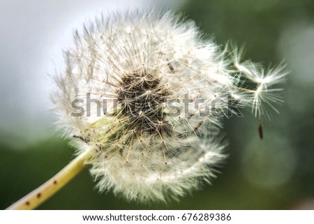 big dandelion against sky, part of the parachutes fly in the sky. Bright flower painting