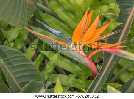 Honolulu, Hawaii, USA, July 12, 2017:  Hawaiian Bird of Paradise.  Closeup view of a fresh bird of paradise with the point of focus on the flower.