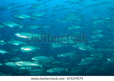 A large school of Spanish Mackerel goes swimming by, picture taken in south east Florida.
