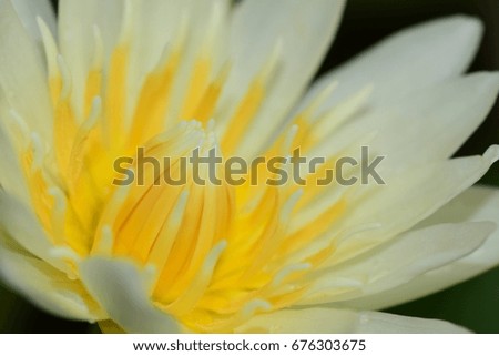 Closeup blooming lotus