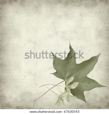 textured old paper background with green summar maple leaf and seed cluster