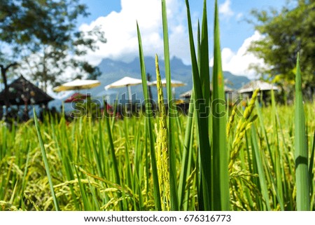 Rice field and chiang dao mountain in the background, chiang dao district of Chiangmai, Thailand 