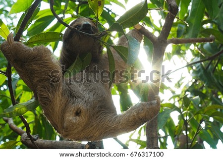 Sloths in Costa Rica Tree