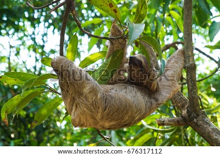 Sloths in Costa Rica in Tree Climbing