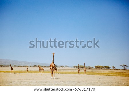 giraffe at serengeti national park